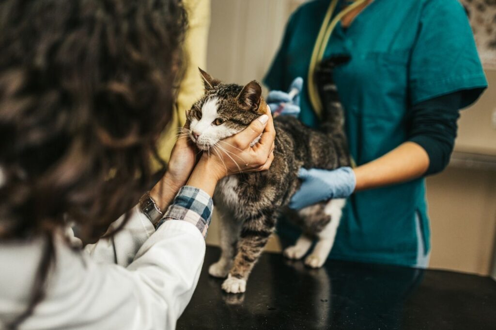 Clinic Expert Care for Pets