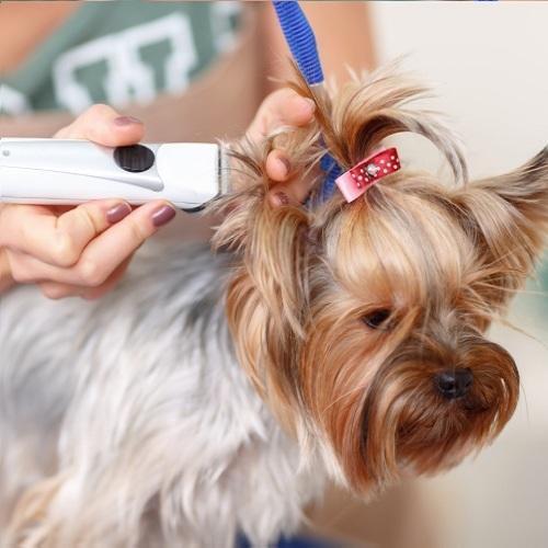 Pet Grooming Services